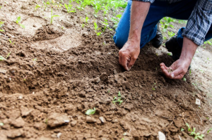 How to Create a Healthy Garden