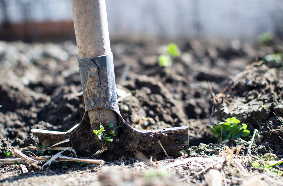 Creating a Healthy Garden